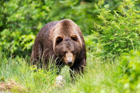 Eurasian brown bear (Ursus arctos arctos) standing between bushes, Bavarian Forest, Bavaria,