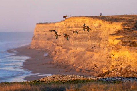 Rock parakeets (Cyanoliseus patagonus), flock in flight along a cliff in the morning light,