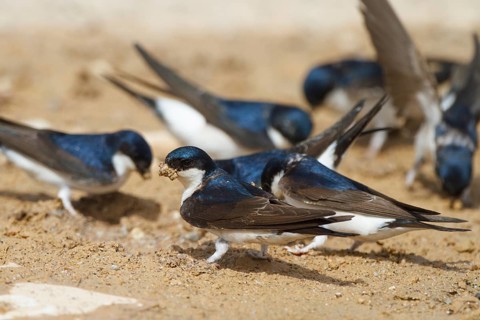 Common House Martin (Delichon urbicum), Greece
