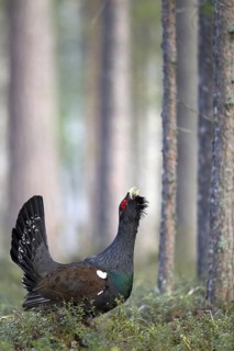 Western Capercaillie (Tetrao urogallus) male, Nizhegorodskaya, Russia