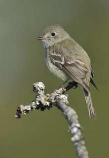Hammond's Flycatcher (Empidonax hammondii), British Columbia, Canada