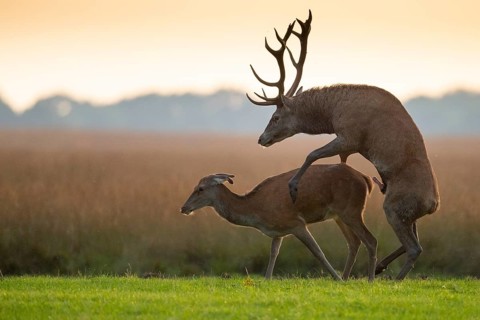 Red deer (Cervus elaphus) mating, Hoenderloo, Gelderland, Netherlands