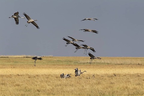 Common Crane (Grus grus grus) group flying, Dornod Aimag, Mongolia