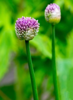 Ornamental leek (Allium sp.), inflorescence, North Rhine-Westphalia, Germany