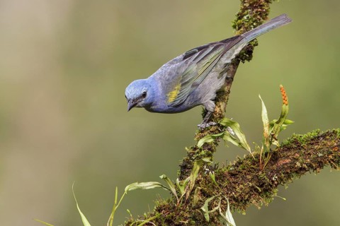 Golden-chevroned Tanager (Thraupis ornata) perched on a branch in the Atlantic rainforest of