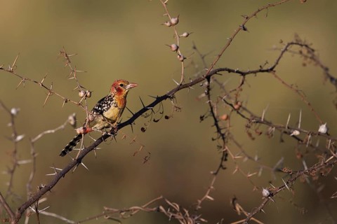 Red-and-yellow Barbet (Trachyphonus erythrocephalus) female perched on a branch, Oromia, Ethiopia