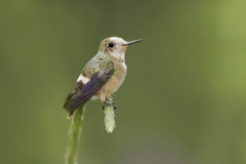 Spangled Coquette (Lophornis stictolophus), Ecuador