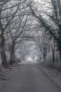 A foggy alley with bare trees and a road that disappears into the distance. There is a cold, quiet