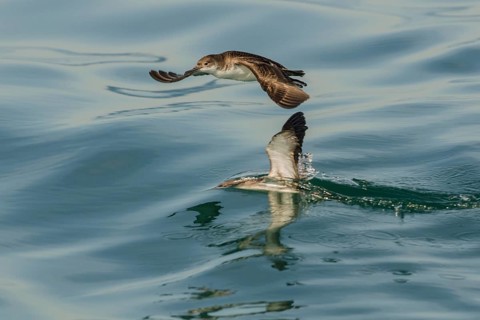 Yelkouan Shearwater (Puffinus yelkouan) flying, Tuscany, Italy