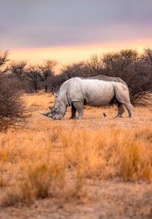 Southern white rhinoceros (Ceratotherium simum simum), rhino at sunset, Khama Rhino Sanctuary,