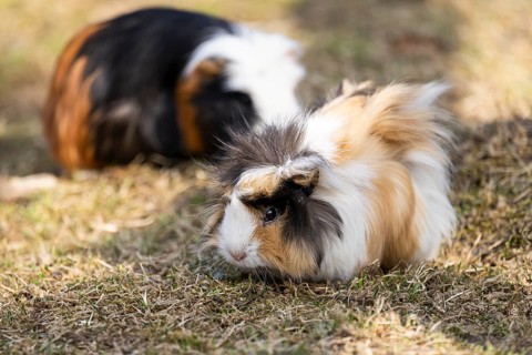 Domestic guinea pig (Cavia porcellus) on a meadow, Bavaria, Germany