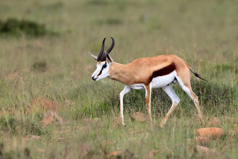 Springbok (Antidorcas marsupialis), adult, male, foraging, running, Mountain Zebra National Park,