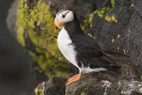 Horned Puffin (Fratercula corniculata), Alaska, USA