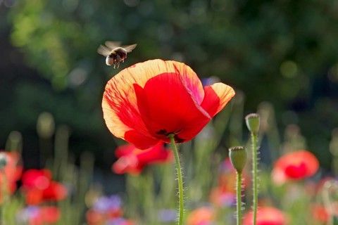 Corn poppy (Papaver rhoeas), red, flower, bumblebee, nectar, summer
