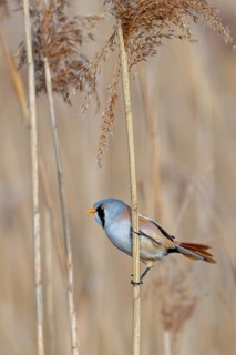 Bearded reedling, bearded tit (Panurus biarmicus) adult male perched on reed stem while foraging