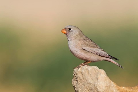Trumpeter Finch (Bucanetes githagineus), Eilat, Israel