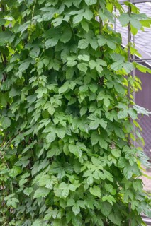 Common hop (Humulus lupulus), O-Schatz Park, Federal Republic of Germany