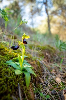 A vibrant wild orchid blooms amid lush greenery on a forest floor. Sunlight filters through trees,
