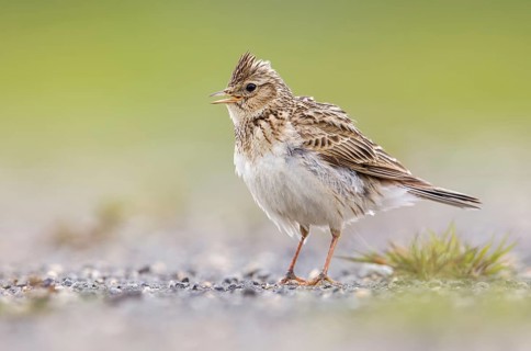 Eurasian Skylark (Alauda arvensis) male singing, perched on the ground, Poland