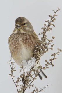 Common Linnet (Linaria cannabina) male, Rhineland-Palatinate, Germany