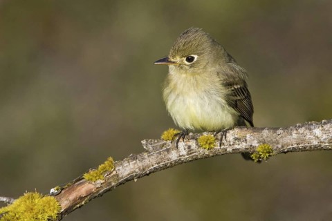 Pacific-slope Flycatcher (Empidonax difficilis), British Columbia, Canada