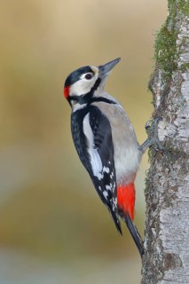 Great spotted woodpecker (Dendrocopos major), male, sitting on the trunk of a birch tree,