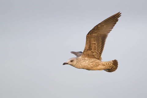 Yellow-legged Gull (Larus michahellis) flying, Schleswig-Holstein, Germany