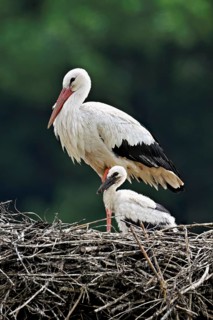 White stork (Ciconia ciconia), adult with chicks standing on eyrie, Canton Aargau, Switzerland