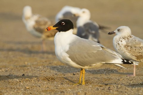 Pallas's Gull (Ichthyaetus ichthyaetus), Oman