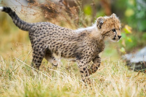 Cheetah (Acinonyx jubatus) youngster walking on a meadow, captive, occurrence Africa