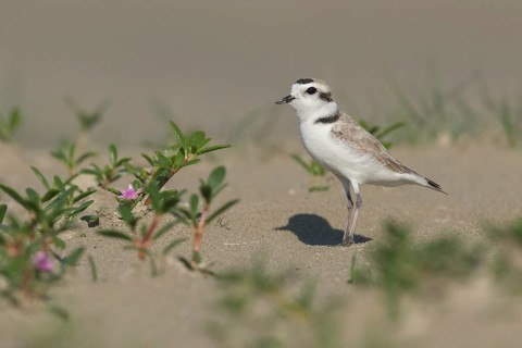 Snowy Plover (Charadrius nivosus), Texas, USA