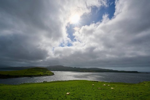Green fields with sheep under clouds and sunshine, a calm sea in the background, Isle of Skye,