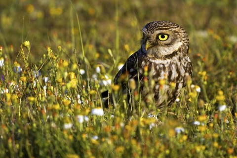 Little Owl (Athene noctua), Seville, Spain