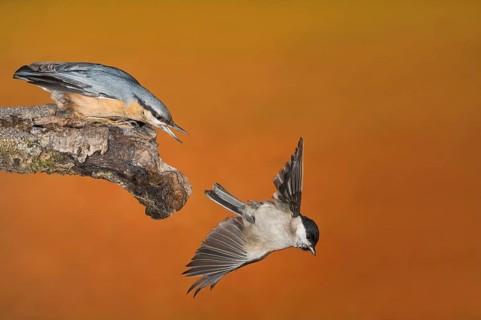 Eurasian Nuthatch & March Tit (Sitta europaea & Poecile palustris) Eurasian Nuthatch chasing a