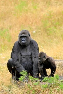 Western gorilla (Gorilla gorilla), adult, female, with young, sitting, on ground