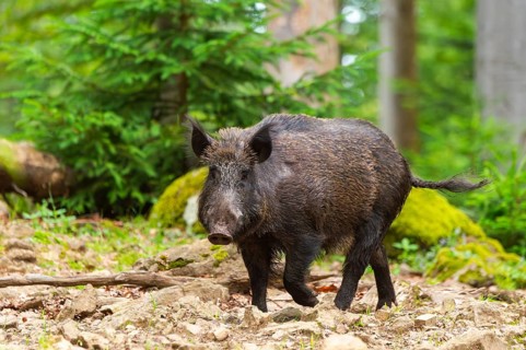 Wild boar (Sus scrofa) walking in a forest, Bavaria, Germany