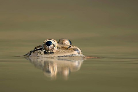 Indian Bullfrog (Hoplobatrachus tigerinus) submerged in a pond, sreepur, Gazipur, bangladesh