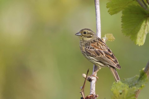 Cirl Bunting - Zaunammer - Emberiza cirlus, Germany, adult female