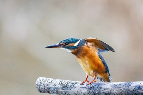 Kingfisher (Alcedo atthis) Germany
