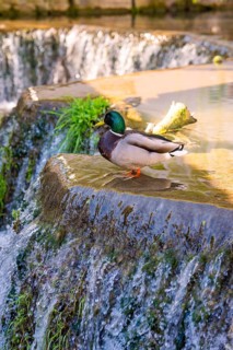 Once again, a duck stands at the edge of a small waterfall, Aidlingen, Böblingen district, Germany