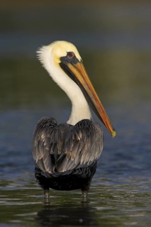 Brown Pelican (Pelecanus occidentalis), Florida, USA