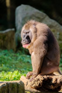 An adult male drill (Mandrillus leucophaeus) sits on a rock on the forest floor and enjoys the