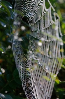Spider's web with morning dew, September, Germany