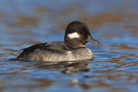 Bufflehead (Bucephala albeola) female, British Columbia, Canada