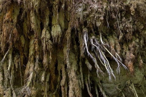 Structure, roots with soil adhesion, exposed from a fallen tree, Mönchbruch, Groß-Gerau, Hesse,