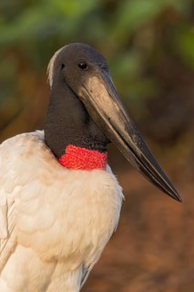 Jabiru (Jabiru mycteria) perched on a branch in the Pantanal of Brazil
