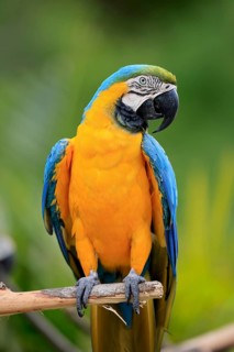 Yellow-breasted Macaw (Ara ararauna), adult, on wait, South America
