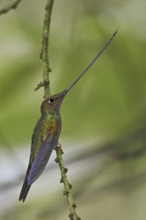 Sword-billed Hummingbird (Ensifera ensifera), Ecuador