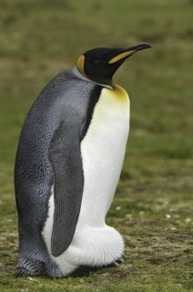 King Penguin (Aptenodytes patagonicus), Falkland Islands