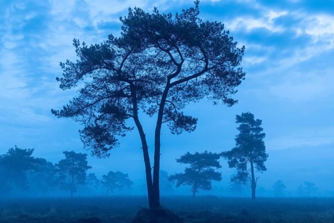 Pine (Pinaceae) in the moor with fog, nature reserve, Vernner Moor, Neuenkirchen-Vörden, Lower